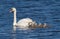 Mute swan, cygnus olor. Adult bird, female and brood of chicks