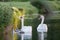 Mute Swan Cygnus olor adult and cute fluffy baby cygnets