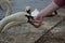 Mute Swan Cygnus olor being fed oats by hand