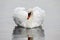 Mute Swan, Cygnus olor, close display view