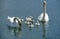 MUTE SWAN cygnus olor, COUPLE WITH CHICKS