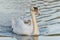 Mute Swan Cygnus olor cygnets a ride on his back.