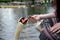 A Mute Swan Cygnus olor eating oats from a lady`s hand