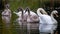 Mute Swan Cygnus olor familly swimming in the forest lake