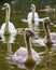 Mute Swan Cygnus olor familly swimming in the pond