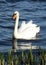 Mute Swan cygnus olor feathers ruffled by breeze