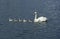 MUTE SWAN cygnus olor, FEMALE WITH CHICKS ON WATER, FRANCE