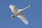 Mute Swan (Cygnus olor) In Flight