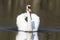 The mute swan Cygnus olor in the flooded forest