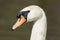 The mute swan Cygnus olor in the flooded forest