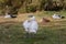 Mute swan, Cygnus olor is on the grass glade. Concept of wild animals world