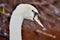 Mute swan - Cygnus olor head close-up