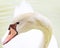Mute Swan (Cygnus olor) head closeup with graceful neck arch