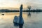 Mute swan (Cygnus olor) on a lake at dawn, stretching, taken in the UK