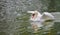 Mute swan Cygnus olor lands on the water, brings down his wings.