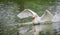 Mute swan Cygnus olor lands on the water, wings spread.