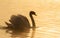 Mute swan, Cygnus olor. The male bird floats on the river at dawn, water colored by the rising sun in a golden color. Swan