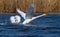 Mute swan, Cygnus olor. The male chases away a competitor. The bird goes for take-off