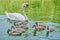 Mute swan Cygnus olor mother with seven cygnets swim on a pond - close up