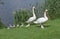 MUTE SWAN cygnus olor, PAIR WITH CHIKS EMERGING FROM WATER, FRANCE