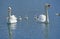 MUTE SWAN cygnus olor, PAIR WITH CHIKS ON WATER, FRANCE