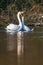 Mute Swan, Cygnus olor, pair in dance after copulation