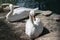 Mute Swan Cygnus olor pair resting in an enclosure