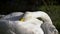 Mute swan (Cygnus olor) portrait, swan close up, juvenile brown