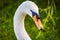 Mute swan Cygnus olor portrait - swan`s head close up with grass on the beak