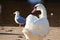 Mute Swan (Cygnus olor) in profile