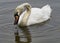 Mute Swan (Cygnus olor) searching for food at Eagle Creek Park, Indianapolis, United States