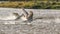 Mute Swan, Cygnus olor, splash swans in combat action and dynamics