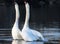 Mute Swan Cygnus Olor. Stretching on its long necks, perhaps a sign of love