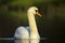Mute swan, Cygnus olor swimming, dark backgrround