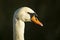 Mute swan, Cygnus olor swimming, dark backgrround