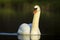 Mute swan, Cygnus olor swimming, dark backgrround