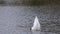 Mute swan, Cygnus olor swimming on a lake