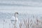 Mute Swan, Cygnus olor, on tranquil water