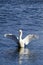 Mute Swan (Cygnus olor) with wings outstretched