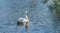 Mute Swan - Cygnus olorIn swimming in lake water water with surrounding park trees.