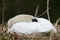 Mute Swan (Cynus olor) on nest