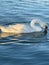 A mute swan dipping its beak into the Sea.