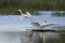 Mute Swan displaces Great White Egret on the Somerset Levels