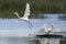 Mute Swan displaces Great White Egret on the Somerset Levels