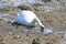 Mute swan drinking from freshwater stream