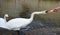 Mute swan eating from hand