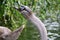 Mute swan eating willow branch