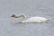 Mute Swan extending its neck to show aggression