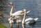 Mute Swan Familiy with the two adult and four cygnets