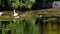Mute swan family swimming on the pond